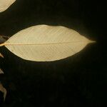 Parinari excelsa Folha