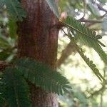 Calliandra selloi Corteccia