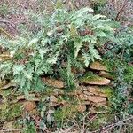 Polypodium vulgare Alkat (teljes növény)