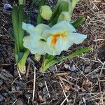 Narcissus tazetta Flor