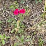 Phlox drummondii Flower