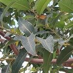 Corymbia ficifolia Blad