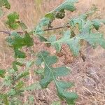 Quercus garryana Blad