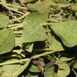 Rhynchosia minima 整株植物
