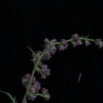 Artemisia incisa Elinympäristö