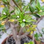 Alyxia ruscifolia Flower