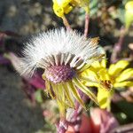 Senecio californicus Blüte