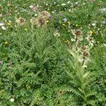 Cirsium spinosissimum Habit