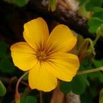 Oxalis medicaginea