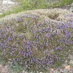 Erinacea anthyllis Kvet