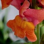 Antirrhinum majus Floare