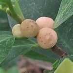 Ficus americana Fruit