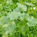 Malva parviflora Leaf