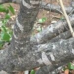 Salvadora australis बार्क (छाल)