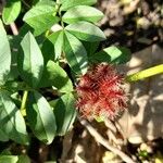 Glycyrrhiza echinata Fruit