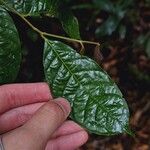 Lithocarpus conocarpus List