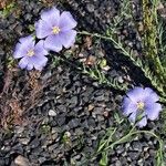 Linum perenneCvet