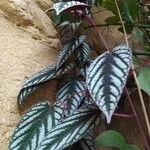 Cissus discolor Blad