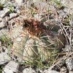 Echinocactus horizonthalonius Hábitos