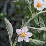 Solanum pseudocapsicumFlors