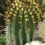 Ferocactus wislizeni Fruit