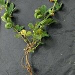 Medicago rugosa 整株植物