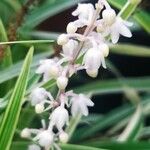 Liriope spicata ফুল