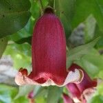 Bignonia capreolata Floro