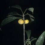 Pouteria decorticans Fruit