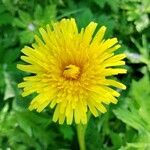 Taraxacum campylodesFlor