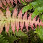 Blechnum occidentaleBlad