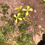 Rhamphospermum nigrum फूल