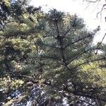 Abies cephalonica Folha