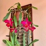 Cattleya brevipedunculata Çiçek