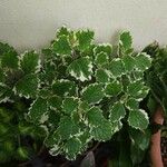 Plectranthus forsteri Blad