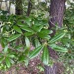 Quercus laurifolia Blad