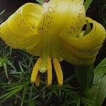 Lilium monadelphum Flower