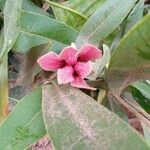 Duguetia furfuracea Flower