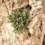 Sedum hirsutum Likasa