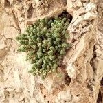 Sedum hirsutum Φύλλο