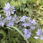 Veronica teucrium Flower