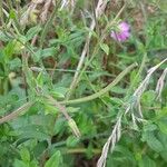 Epilobium hirsutum Folio