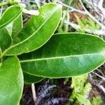 Coelospermum fragrans Hoja