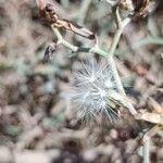 Launaea arborescens Fruchs