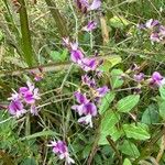 Lespedeza procumbens Kukka