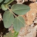 Vicia narbonensis Blatt