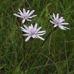 Scorzonera purpurea Flors