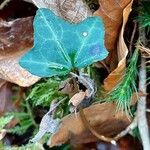 Hedera hibernica पत्ता