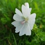 Malva alcea Λουλούδι
