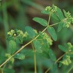 Euphorbia hyssopifolia पत्ता